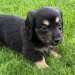 Aspen - Black and cream male Dachshund puppy in Salem, Oregon from Longdox Mini Dachshunds