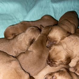Female 2 - Dark golden female Golden Retriever puppy in Yucaipa, California from Blessed Goldens