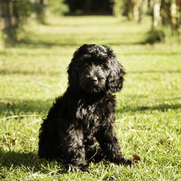 Maverick (Blue Collar) - Black male Goldendoodle puppy in Ocala, Florida from Hancock Place Doodles