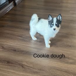 Pomsky Puppies from Farrah's Pomskies