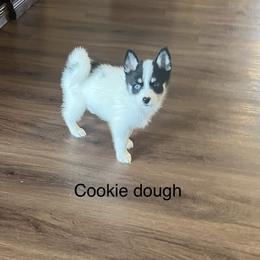 Pomsky Puppies from Farrah's Pomskies