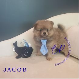 Jacob - Blue sable male Pomeranian puppy in Saint Charles, Missouri from Heartland Shepherds