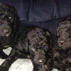 Goldendoodles from Anita's Goldendoodles