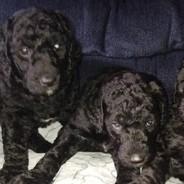 Goldendoodles from Anita's Goldendoodles