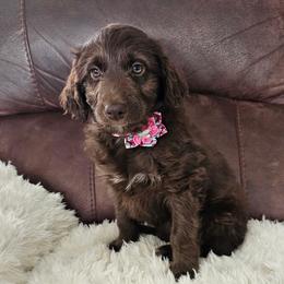 Coco - Red female Aussiedoodle puppy in Fredericktown, Ohio from Brisby Bordoodles