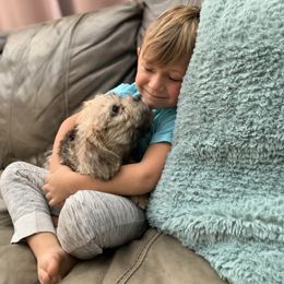 Dandie Dinmont Terrier Puppies from Bonnyrigg