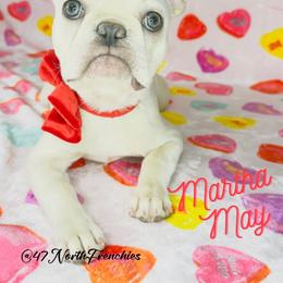 Martha May - Cream female French Bulldog puppy in Spokane, Washington from 47 North Frenchies, LLC