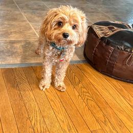 Cavapoo All Grown Up from White Creek