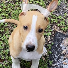 Odie - Red male Xoloitzcuintli puppy in Webster, Florida from Xcel's Xoloitzcuintli and Chinese Cresteds