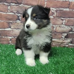 Bella - Black white and tan female Shetland Sheepdog puppy in Conway, Missouri from Brooks's little darlings