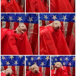 Girl 2 - Yellow female Labrador Retriever puppy in Holyoke, Massachusetts from Urban Oak Labradors LLC