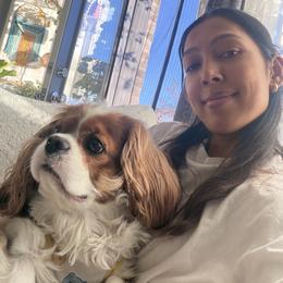 Cavalier King Charles Spaniel All Grown Up from Victory Spaniels