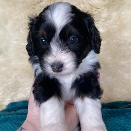 Ruffles - female Australian Mountain Doodle puppy in Port Orchard, Washington from Yukon Harbor Doodles