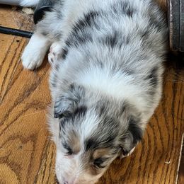 Male 1 - Red merle male Border Collie puppy in Shell Knob, Missouri from Stoneridge Kennel