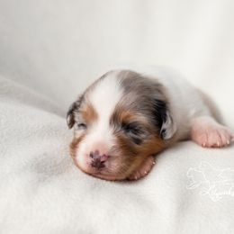 Australian Shepherd Puppies from Lilyoaks Australian Shepherds