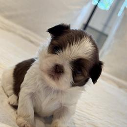 Rosie - Liver and white female Shih Tzu puppy in Riverside, California from It’s a Shih Tzu world