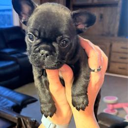 Rip - Brindle male French Bulldog puppy in Russell, Kansas from Fluffity Frenchies LLC