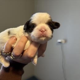 Boy 2 - Liver and white male Shih Tzu puppy in Springfield, Missouri from Lopez Family Tails