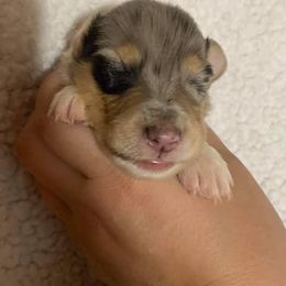 Collie and English Springer Spaniel Puppies from Briarcreek
