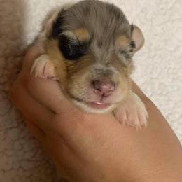 Collie and English Springer Spaniel Puppies from Briarcreek