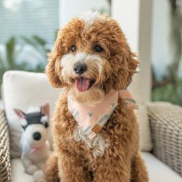 Bella - Goldendoodle