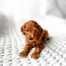 Zenith - Red  male Goldendoodle puppy in Springville, Utah from Happy Doodle