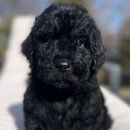 Margo (light purple) - Goldendoodle puppy from Castleberry Doodles and Poodles