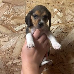 Sunny - Black white and tan female Beagle puppy in St. Cloud, Minnesota from Beagle Blessings