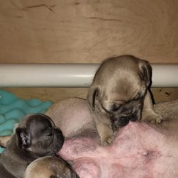 French Bulldog Puppies from 4 Leaf Frenchies