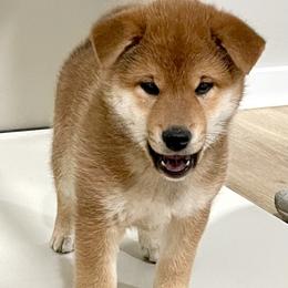 Hj - Red male Shiba Inu puppy in Milton, Florida from Moonlight Shibas