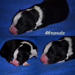Australian Shepherd Puppies from Saddle Peak Aussies