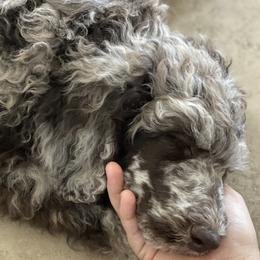 Aussiedoodles and Australian Shepherds from Annie's Aussies