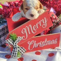 Darling - White female Cavapoo puppy in Dallas, Texas from Halo's Heroes Doodles