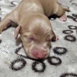 Cream - Cream female Dachshund puppy in Trade, Tennessee from TN Miniature Dachshunds & Basset Hounds