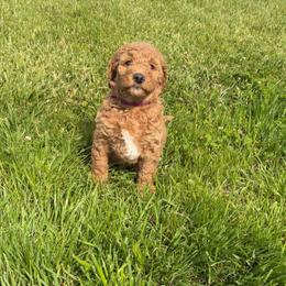 Maroon Collar - Red  female Goldendoodle puppy in Ottawa, Kansas from Kansas Country Doodles