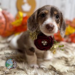 Bernadette ((Bernie)) - Dapple female Dachshund puppy in Fayetteville, West Virginia from Loop Creek Dachshunds