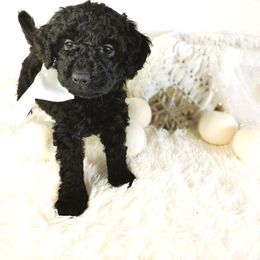 Gumdrop - Black male Goldendoodle puppy in Longview, Texas from WonderDoodles