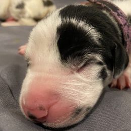 Girl 5 - Great Dane puppy in Dundee, Michigan from Weslow AKC Danes