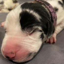Girl 5 - Great Dane puppy in Dundee, Michigan from Weslow AKC Danes