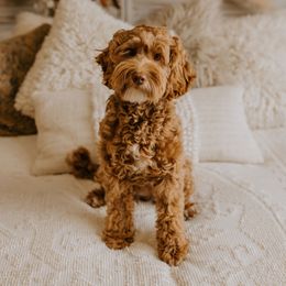 Beesley - Australian Labradoodle