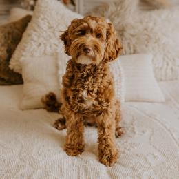 Beesley - Australian Labradoodle