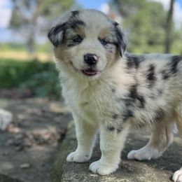 Australian Shepherds and Nova Scotia Duck Tolling Retrievers from Bearfoot Aussies and Tollers