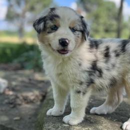 Australian Shepherds and Nova Scotia Duck Tolling Retrievers from Bearfoot Aussies and Tollers