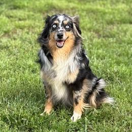 Tilli - Miniature Australian Shepherd