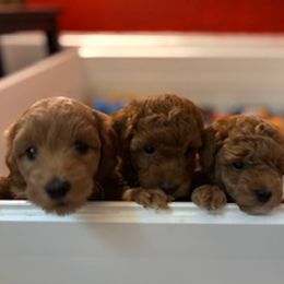 Cockapoo, Double Doodle, Goldendoodle, Poodle, and Shihpoo Puppies from Peace, Love, and Puppies at the Creek