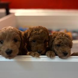 Cockapoo, Double Doodle, Goldendoodle, Poodle, and Shihpoo Puppies from Peace, Love, and Puppies at the Creek