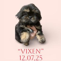 Vixen - Black and white female Shih Tzu puppy in Sacramento, California from NANA’S  QUALITY SHIH TZU'S