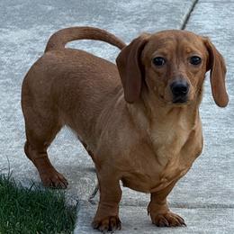 Daisy - Dachshund