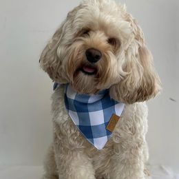 Aussiedoodles, Australian Labradoodles, Bernedoodles, and Cockapoos from Furrytaildoodles