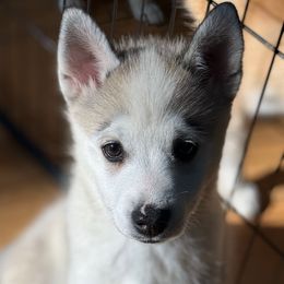 Finn - Black and white male Pomsky puppy in Exeter, Rhode Island from Ocean State Pomskies